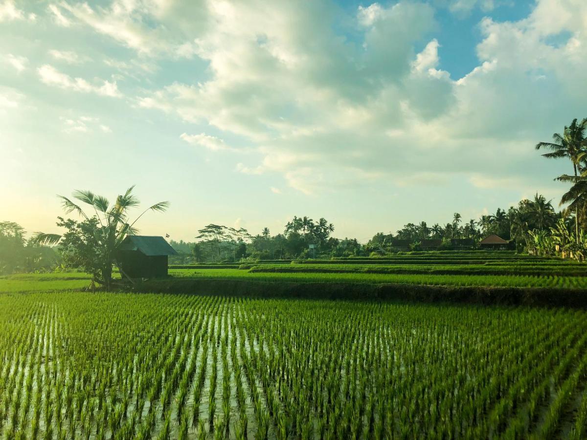 Rayshiva Homestay อูบุด ภายนอก รูปภาพ